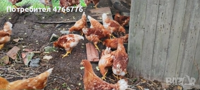 продавам пилета ярки, снимка 3 - Кокошки и пуйки - 54753901