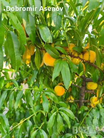 Прекрасни компотни праскови, снимка 3 - Домашни продукти - 55467625