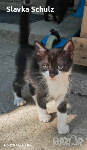 котенца, снимка 3 - Други - 55088893