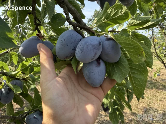 БИО домашни сини сливи , снимка 4 - Домашни продукти - 55411422