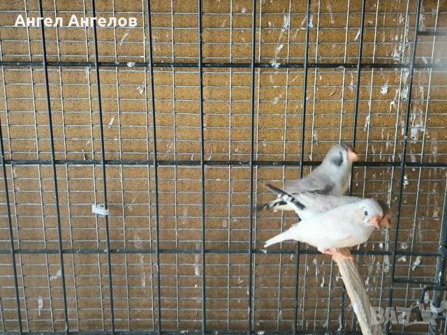 зеброви амадини , снимка 5 - Амадини - 54695097