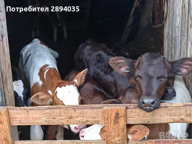 свободни бозайници и отбити телета, снимка 3 - Крави - 55419028