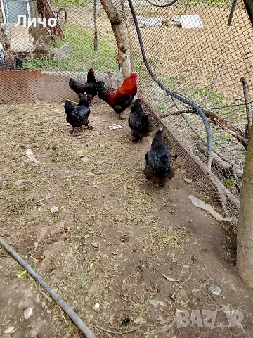 кокошки черен меден маран 