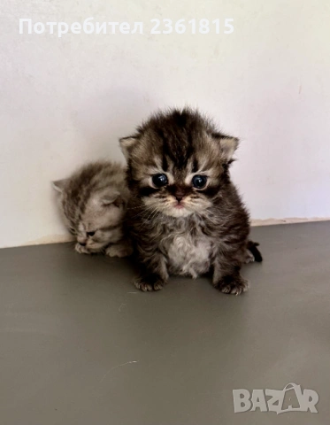 Шотландски котенца, снимка 10 - Британска късокосместа - 54478164