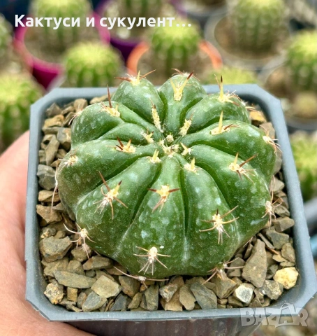 Кактус  Matucana Polzii, снимка 7 - Градински цветя и растения - 54593836