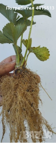 Разсад Ягоди, снимка 4 - Разсади - 54052186