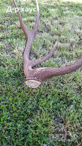 Единичен еленски рог , снимка 5 - Декорация за дома - 54304399