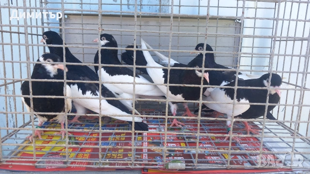 Продавам гълъби Ямболски Акмани , снимка 4 - Гълъби - 54685348