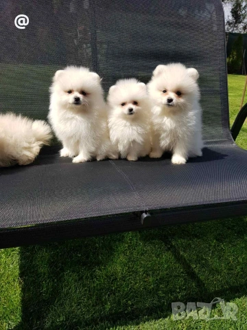 Померан померанчета Гр София , снимка 3 - Померан - 54156420