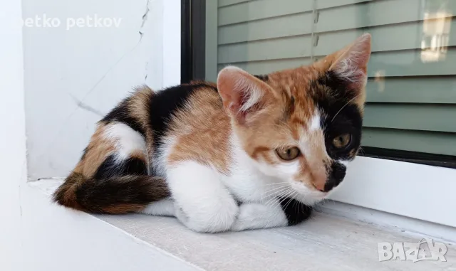 Подарявам котенце - трицветка, снимка 2 - Други - 55359088
