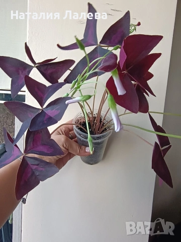 Оксалис, детелина, Oxalis triangularis