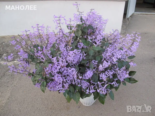 🌷🍀ПЛЕКТРАНТУС "МОНА ЛАВЕНДЕР"
