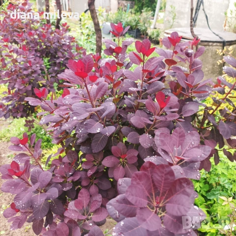 Червенолистна Смрадлика, Cotinus Royal purple или още Тетра!!!, снимка 2 - Градински цветя и растения - 54657841