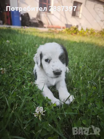 *кученца спешно*, снимка 4 - Други - 55606840