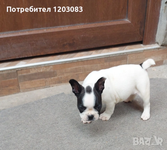 Френски булдочета, снимка 17 - Френски булдог - 55149410