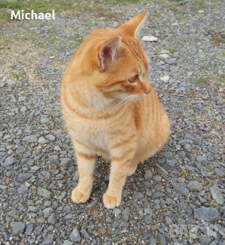 Подарявам рижко мъжко коте., снимка 11 - Други - 54016716