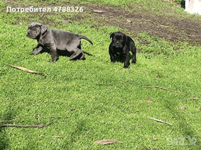 Продаваме кученца Кане Корсо , снимка 5 - Кане корсо - 54098983