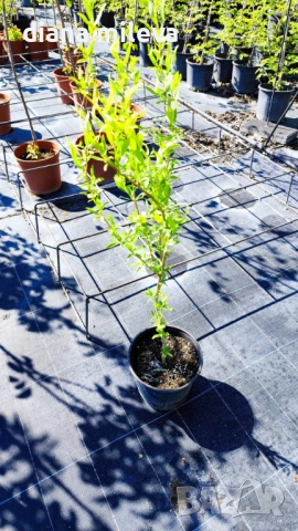 Къдрава върба ‘Тортуоса’, (Salix matsudana ‘Tortuosa’), снимка 10 - Градински цветя и растения - 53639320