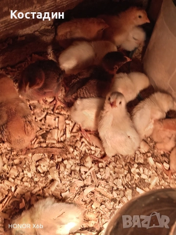 пилета катунски , снимка 2 - Кокошки и пуйки - 54087142