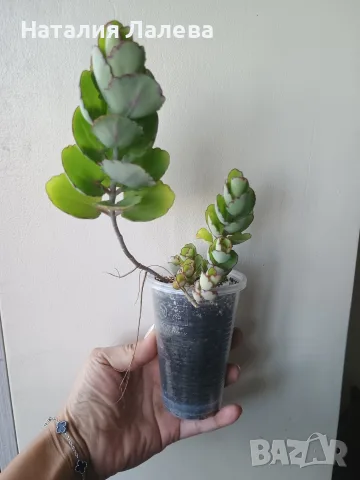 Каланхое, Kalanchoe laxiflora ssp. violacea, снимка 2 - Стайни растения - 55440719