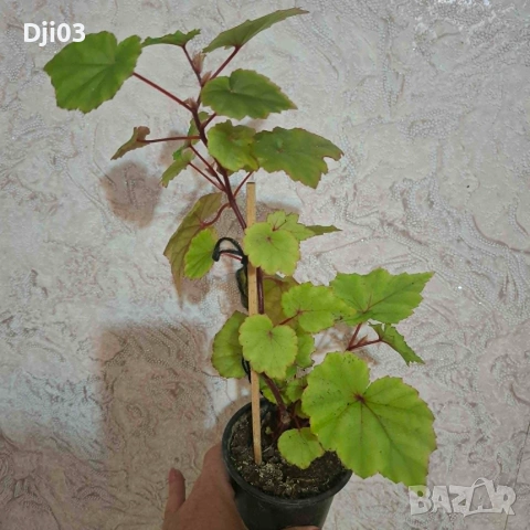 Бегония Grandis, снимка 3 - Стайни растения - 54974780