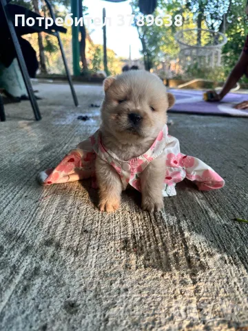 Чау - Чау  💙🐾🐶 Най-пухкавите Чау Чау бебета очакват своите нови семейства , Много скоро 🎉🪭❤️✨🐾🥰🐩➡️⤵️, снимка 2 - Чау Чау - 55342819