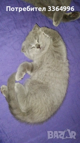 Британски котенца на 2,5 месеца