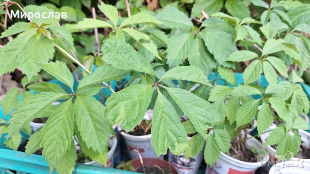 Продавам растения Дива лоза (Parthenocissus quinquefolia), снимка 2 - Градински цветя и растения - 45382708