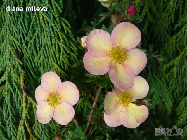 Потентила, Potentilla fruticosa 'Daydawn', студоустойчива и многогодишна, снимка 3 - Градински цветя и растения - 54795646