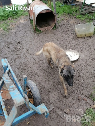 женско на 10 месеца , снимка 4 - Белгийска овчарка - 54092146