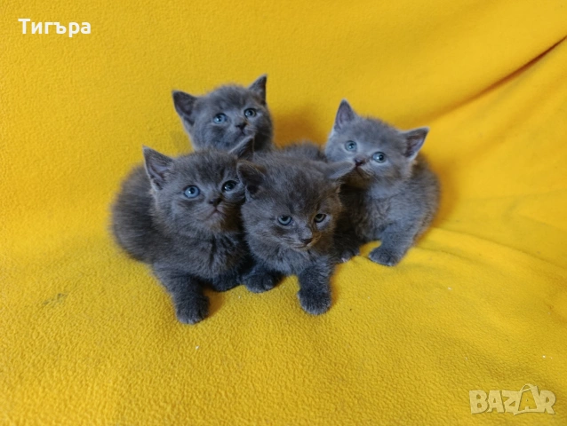 Котета - порода Руска синя котка !, снимка 8 - Руска синя котка - 54482650