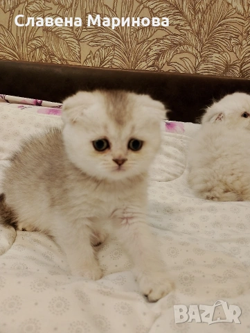 Шотландски котета ,сребърна чинчила, колорпойнт, дългокосместа котка, снимка 12 - Чинчили - 54735813