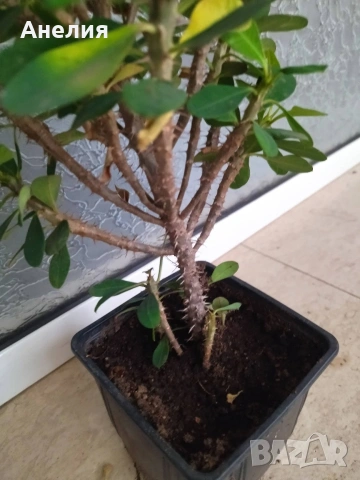 Исусов венец червен , снимка 3 - Градински цветя и растения - 54219932