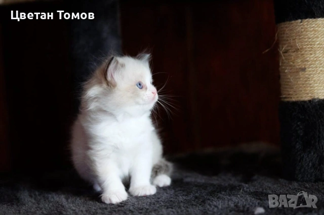 Чистокръвни котенца РАГДОЛ търсят своите любящи семейства!, снимка 6 - Други - 54919101