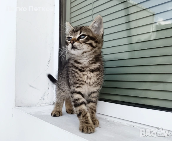 Подарявам малко котенце - момченце, снимка 4 - Други - 54929088
