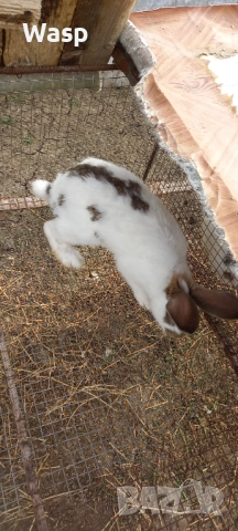 Продавам или заменям , снимка 4 - Чинчили - 54206092