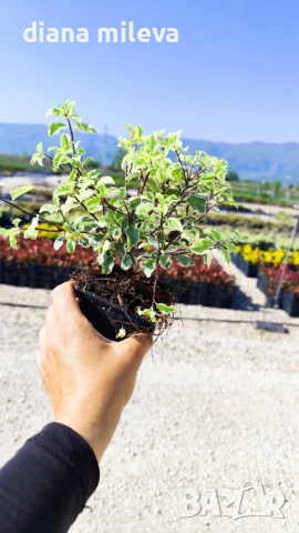 Питоспорум, Pittosporum Tenuifolium Variegatum, снимка 4 - Градински цветя и растения - 54372175