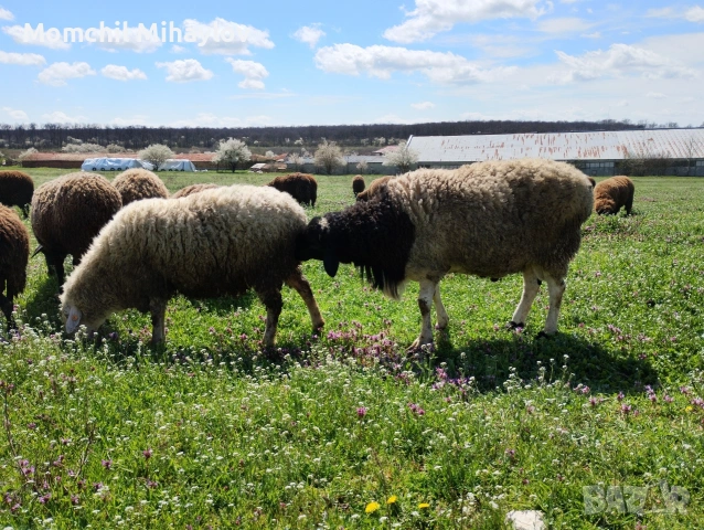 продавам коч