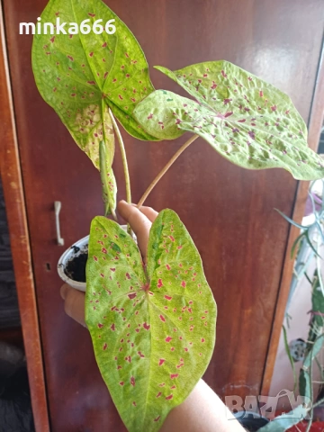 Калидиум., снимка 2 - Стайни растения - 54314548