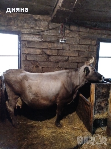 Продавам крава