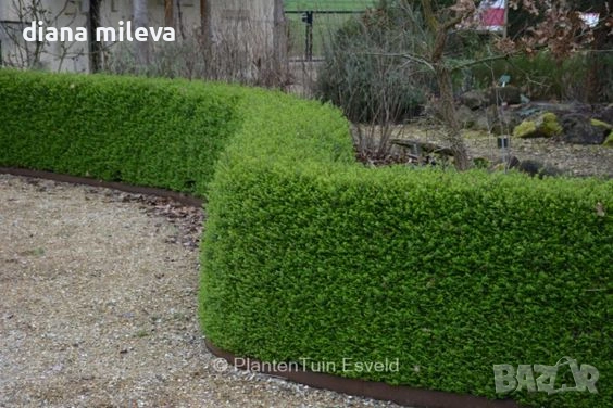 Лоницера, Lonicera nitida Elegant, снимка 3 - Градински цветя и растения - 54512616