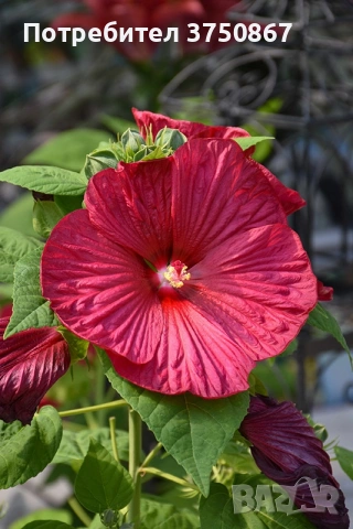 🌸🌿💜 Хибискус Луна Микс (Hibiscus moscheutos LUNA Mix), снимка 4 - Градински цветя и растения - 55078758