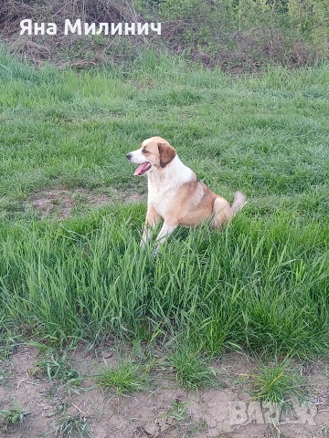 Малка госпожица търси своето семейство , снимка 6 - Други - 53589932