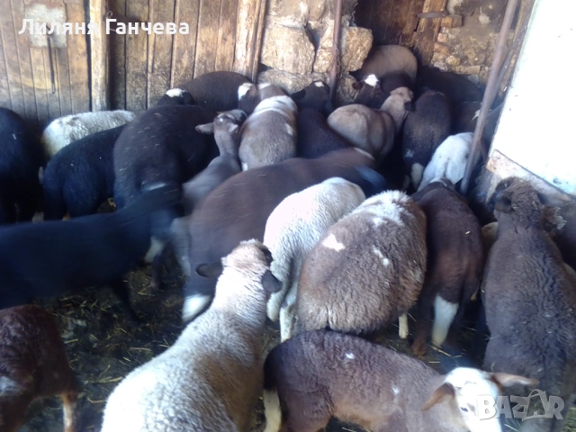 Продавам Агнета, снимка 6 - Овце - 54580934