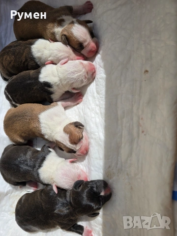 Американски стафордшир териер , снимка 11 - Американски стафордширски териер - 54059702