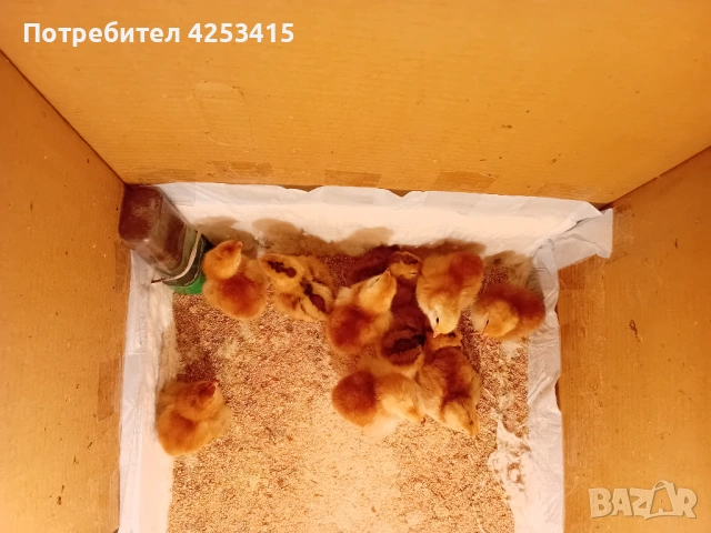 Пиленца Роудайланд 