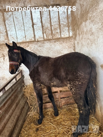 Конче , снимка 6 - Други - 54244590