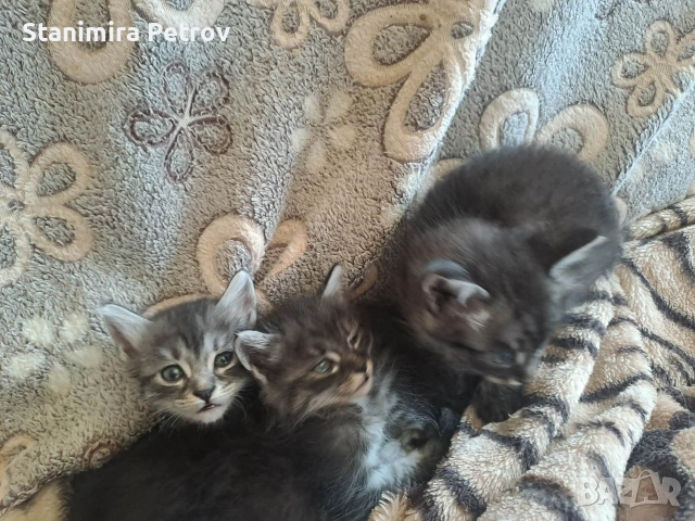 Ангорски котки, снимка 14 - Ангорски - 54660407