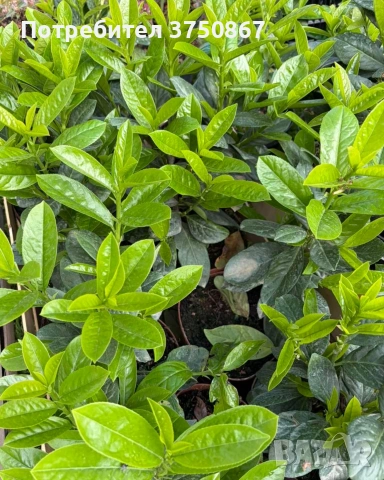 🌿☀️🌿 Лавровишна ‘Novita’ / Жив плет (Prunus laurocerasus ‘Novita’), снимка 4 - Градински цветя и растения - 54324504