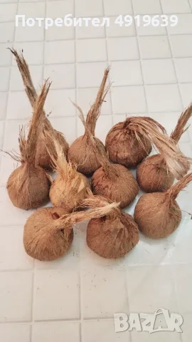 Луковици на шафранов минзухар 